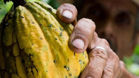 From Bean to Bar: A Journey Through Our Cacao Origins